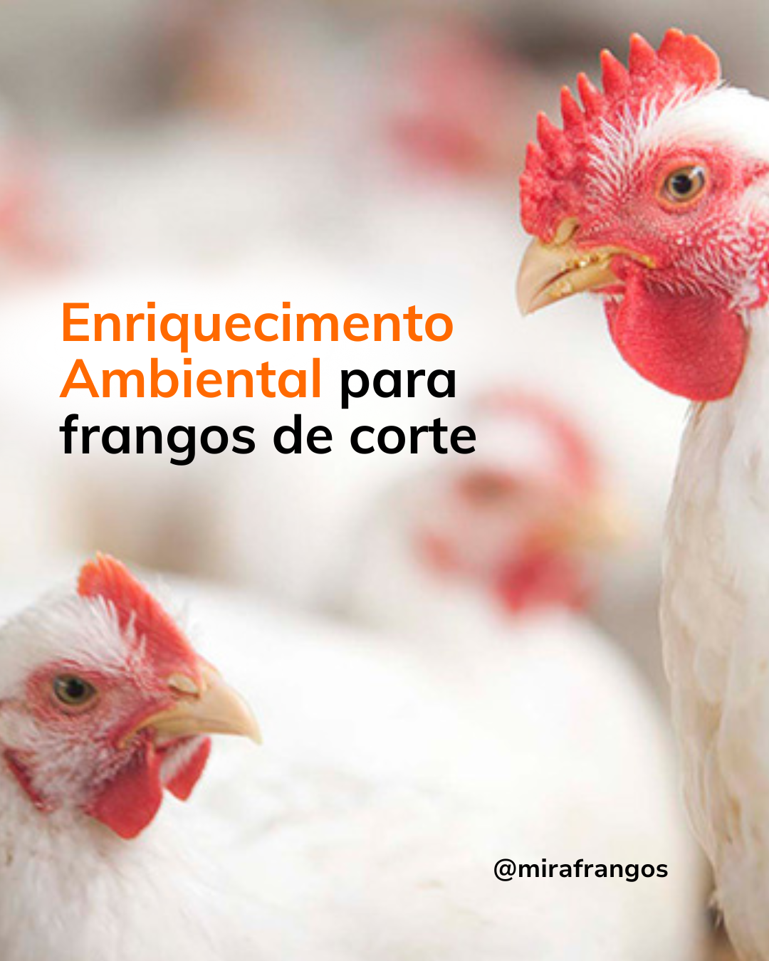 Melhorias no bem-estar de frangos de corte com o uso de enriquecimento ambiental