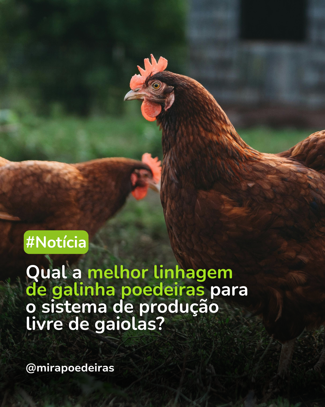 Quais linhagens de galinhas se adaptam melhor ao sistema de produção de ovos livre de gaiolas?