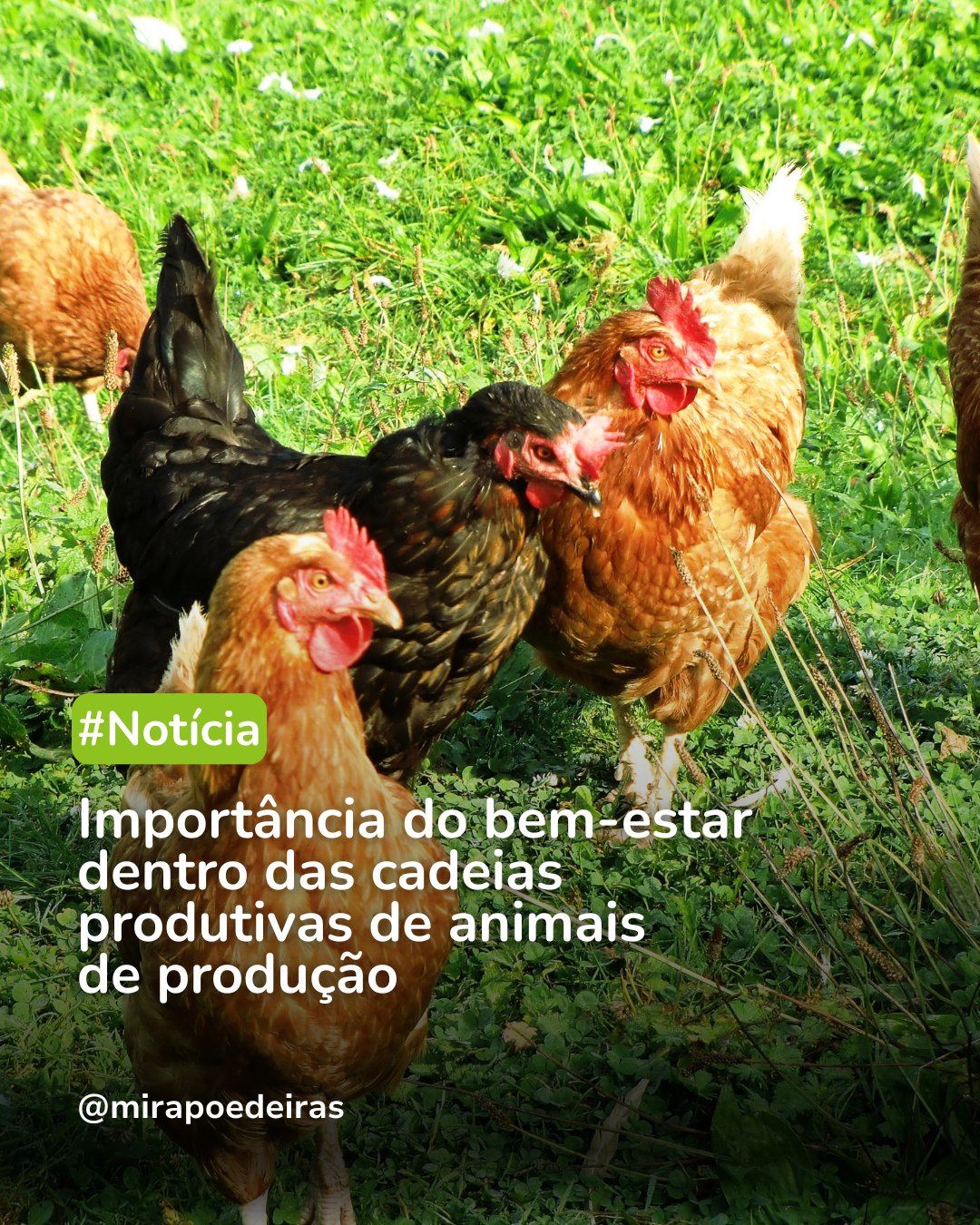 Importância do bem-estar dentro das cadeias produtivas de animais de produção