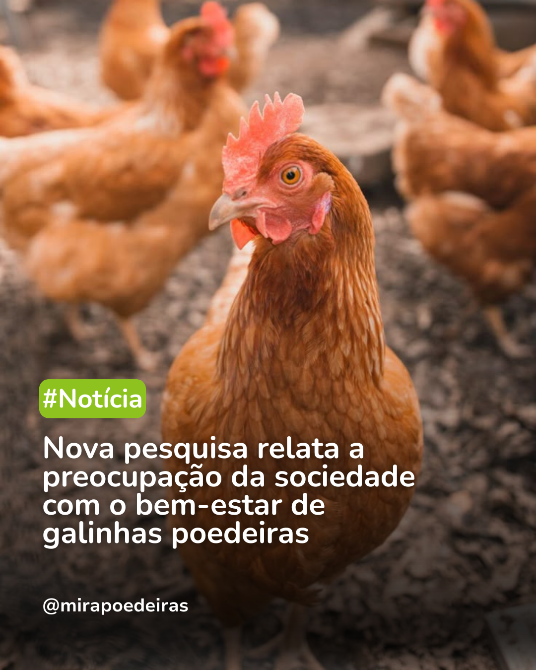 Nova pesquisa relata a preocupação da sociedade com o bem-estar de galinhas poedeiras