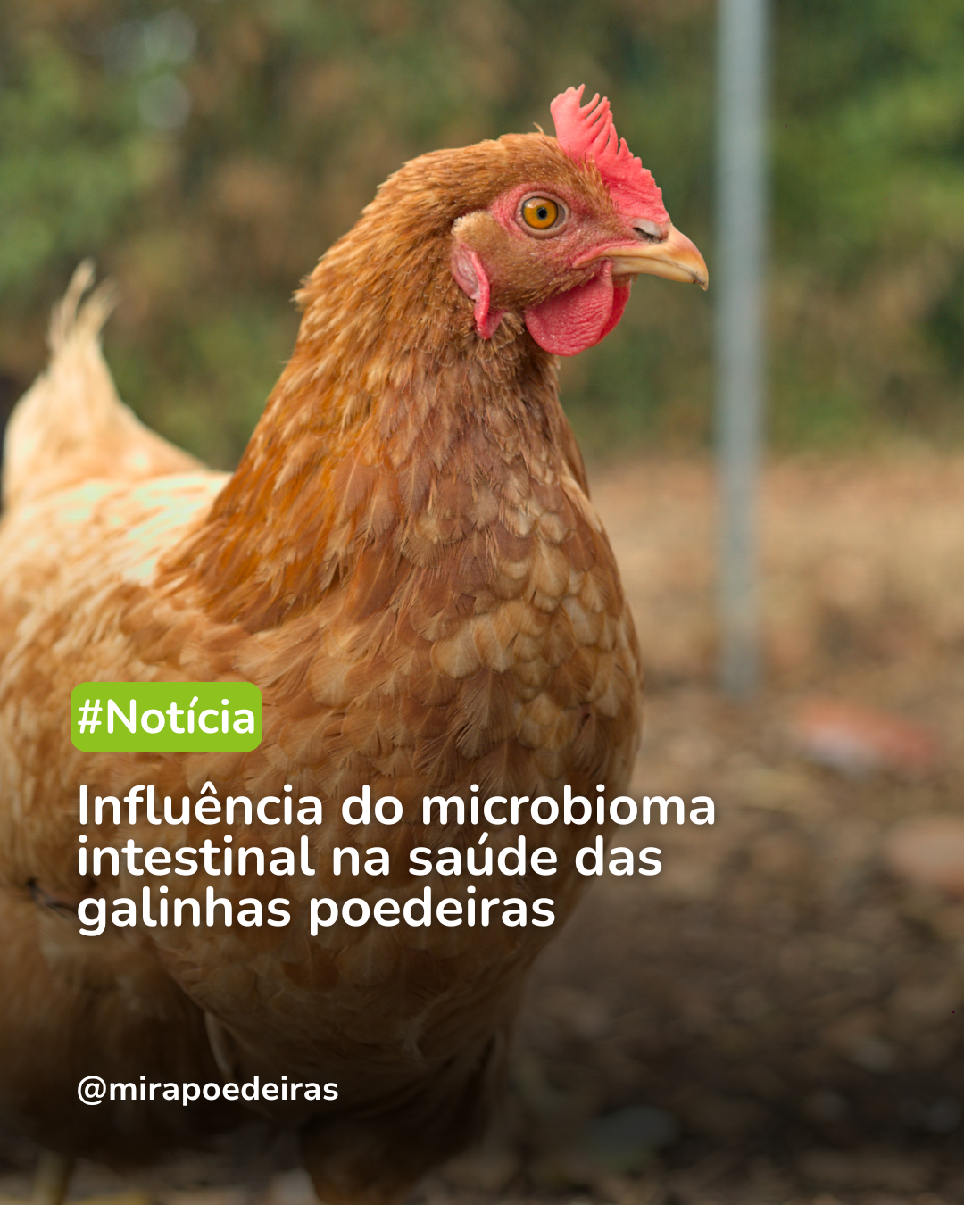 A importância da saúde intestinal das aves