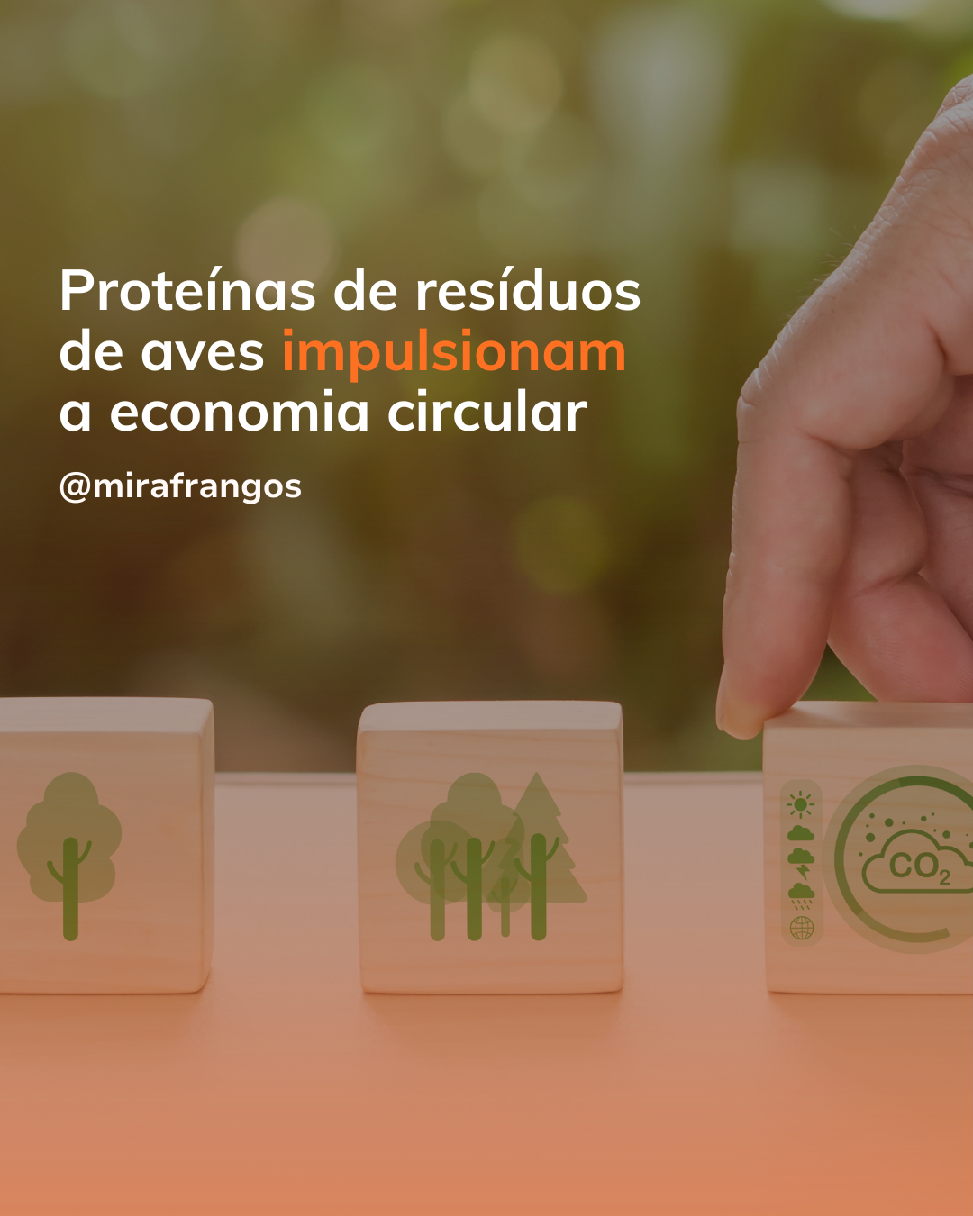 Proteínas de resíduos de aves impulsionam a economia circular
