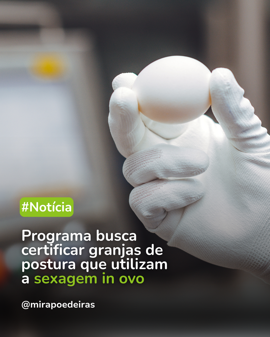Programa busca certificar granjas de postura que utilizam a sexagem in ovo