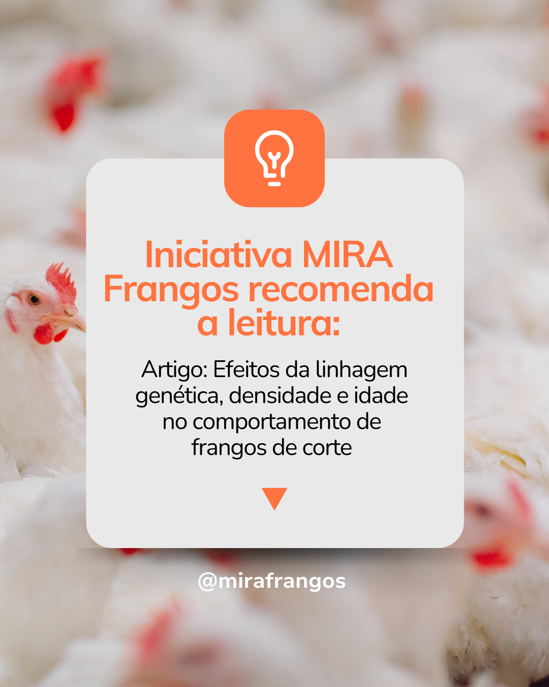 Efeitos da linhagem genética, densidade e idade no comportamento de frangos de corte